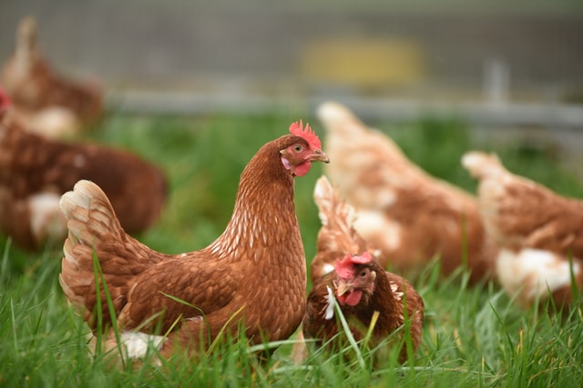 image of chickens in a grass yard